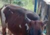 ಬಂಟ್ವಾಳ: ಹಿಂಸಾತ್ಮಕವಾಗಿ ಅಕ್ರಮ ದನ ಸಾಗಾಟ; ಪೊಲೀಸರಿಂದ ದಾಳಿ; ವಾಹನ ಸಹಿತ ದನ ವಶಕ್ಕೆ
