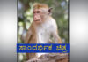 2 ತಿಂಗಳ ಹಸುಗೂಸನ್ನು ಹೊತ್ತೊಯ್ದು ನೀರಿನ ಟ್ಯಾಂಕ್’ನೊಳಗೆ ಹಾಕಿದ ಕೋತಿಗಳು..!