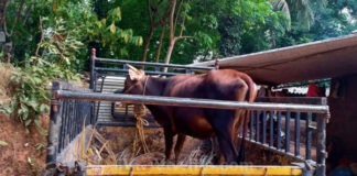 ಕಡಬ: ಅಕ್ರಮವಾಗಿ ಜಾನುವಾರು ಸಾಗಾಟ; ಇಬ್ಬರು ಪೋಲಿಸರ ವಶಕ್ಕೆ..!