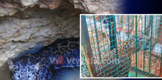 ಕುಂದಾಪುರ : ಆಕಸ್ಮಿಕವಾಗಿ ಬಾವಿಗೆ ಬಿದ್ದ ಚಿರತೆಯ ರಕ್ಷಣೆ..!!