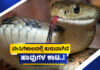 ಹಾವುಗಳಿಗೆ ಸೆಕೆಯ ಕಾಟ..! ಆಹಾರಕ್ಕಾಗಿ ಓಡಾಟ.. ಇವೆಲ್ಲದರ ಮಧ್ಯೆ ಸಿಲುಕುವ ಜನರಿಗೆ ಪ್ರಾಣ ಸಂಕಟ.. ಎಚ್ಚರ.!