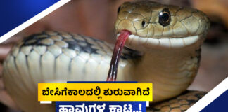 ಹಾವುಗಳಿಗೆ ಸೆಕೆಯ ಕಾಟ..! ಆಹಾರಕ್ಕಾಗಿ ಓಡಾಟ.. ಇವೆಲ್ಲದರ ಮಧ್ಯೆ ಸಿಲುಕುವ ಜನರಿಗೆ ಪ್ರಾಣ ಸಂಕಟ.. ಎಚ್ಚರ.!