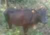 ಕಾರ್ಕಳ: ಮಿಯಾರು ದನ ಕಳವು ಪ್ರಕರಣಕ್ಕೆ ಟ್ವಿಸ್ಟ್ ; ನಾಪತ್ತೆಯಾದ ದನ ಬೆಳ್ಳಂಬೆಳ್ಳಗೆ ಪ್ರತ್ಯಕ್ಷ