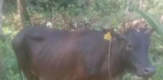 ಕಾರ್ಕಳ: ಮಿಯಾರು ದನ ಕಳವು ಪ್ರಕರಣಕ್ಕೆ ಟ್ವಿಸ್ಟ್ ; ನಾಪತ್ತೆಯಾದ ದನ ಬೆಳ್ಳಂಬೆಳ್ಳಗೆ ಪ್ರತ್ಯಕ್ಷ