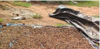 ಮಂಗಳೂರು: ಮನೆಯ ಅಂಗಳದಲ್ಲಿದ್ದ ಅಡಿಕೆ ಕಳವು