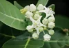 ಎಕ್ಕದ ಗಿಡದಲ್ಲಿದೆ ಲೆಕ್ಕಿಸದಷ್ಟು ಆರೋಗ್ಯ ಗುಣ