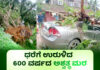 ಬಂಟ್ವಾಳ: ಉರುಳಿಬಿದ್ದ ಅಶ್ವತ್ಥ ಮರ; ಕಾರು ಜಖಂ – ಪ್ರಾಣಾಪಾಯದಿಂದ ವ್ಯಕ್ತಿ ಪಾರು
