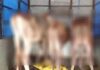 ಬಜಪೆ: ಪಿಕಪ್ ವಾಹನದಲ್ಲಿ ಅಕ್ರಮವಾಗಿ ಗೋಸಾಗಾಟ ಪತ್ತೆ; ವಾಹನ, ಗೋವುಗಳ ಸಹಿತ ಮೂವರು ಪೊಲೀಸರ ವಶಕ್ಕೆ