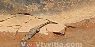 ಬಂಟ್ವಾಳ: ಸರಪಾಡಿ ನದಿಯಲ್ಲಿ ಮೊಸಳೆ ಪತ್ತೆ..?; ಸಾಮಾಜಿಕ ಜಾಲತಾಣದಲ್ಲಿ ವಿಡಿಯೋ ವೈರಲ್