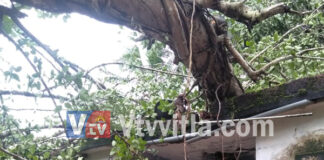 ಕರೋಪಾಡಿ: ಬೃಹತಾಕಾರದ ಮರ ಮನೆ ಮೇಲೆ ಬಿದ್ದು, ಮನೆ ಸಂಪೂರ್ಣ ನಾಶ