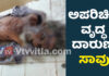 ಉಪ್ಪಿನಂಗಡಿ: ಬುಲೆಟ್ ಬೈಕ್ ಡಿಕ್ಕಿಯಾಗಿ ವೃದ್ಧ ದುರ್ಮರಣ