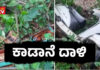ಕಡಬ: ಕಾಡಾನೆ ದಾಳಿ- ಅಡಿಕೆ ತೋಟ, ಜೇನು ಕೃಷಿ ಸಹಿತ ಸ್ಕೂಟರ್ ಧ್ವಂಸ