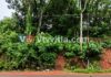 ವಿಟ್ಲ: ಬೀಳುವ ಹಂತದಲ್ಲಿ ರಸ್ತೆಯ ಬದಿಯ ಮರ; ಆತಂಕದಲ್ಲಿ ಜನತೆ – ವಿದ್ಯುತ್ ಕಡಿತವೂ ಸಾಧ್ಯತೆ