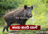 ಕಾಸರಗೋಡು: ಕಾಡು ಹಂದಿಗಳ ದಾಳಿ – ತಂದೆ ಮಗ ಗಂಭೀರ