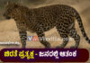 ಬಂಟ್ವಾಳ: ಫರಂಗಿಪೇಟೆ, ವಳಚ್ಚಿಲ್ ಪರಿಸರದಲ್ಲಿ ಚಿರತೆ ಪ್ರತ್ಯಕ್ಷ – ಜನರಲ್ಲಿ ಆತಂಕ