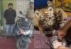 ಬೆಕ್ಕಿನ ಮರಿಗೆ ಹುಲಿ ಬಣ್ಣ ಬಳಿದು ಮಾರಾಟ ಯತ್ನ; ಆರೋಪಿ ಬಂಧನ