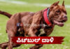 ಮಹಿಳೆ ಮತ್ತು ಇಬ್ಬರು ಮಕ್ಕಳ ಮೇಲೆ ದಾಳಿ ನಡೆಸಿದ ತಮ್ಮದೇ ಮನೆಯ ಪಿಟ್ಬುಲ್ ನಾಯಿ..!