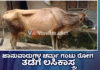 ಮಂಗಳೂರು: ಚರ್ಮ ಗಂಟು ಕಾಯಿಲೆ – ದ.ಕ. ಜಿಲ್ಲೆಗೆ 20,000 ಲಸಿಕೆ