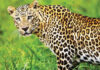 ಚಿರತೆ ದಾಳಿ; ಒಂದೂವರೆ ವರ್ಷದ ಬಾಲಕಿ ಮೃತ್ಯು
