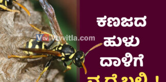 ಬಂಟ್ವಾಳ: ಕಣಜದ ಹುಳು ದಾಳಿಗೆ ವೃದ್ದೆ ಬಲಿ