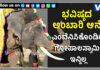 ಮೈಸೂರು ದಸರಾ ಗಜಪಡೆಯಲ್ಲಿ ಹತ್ತು ವರ್ಷ ಭಾಗಿಯಾಗಿದ್ದ ಆನೆ ಕಾಡಾನೆ ದಾಳಿಯಿಂದ ದುರಂತ ಸಾವು
