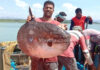 ಕರಾವಳಿ ಸಮುದ್ರದಲ್ಲಿ ಬಲೆಗೆ ಬಿದ್ದ ಅಪರೂಪದ ಸನ್ ಫಿಶ್