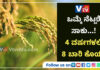 ಹೊಸ ಭತ್ತದ ಬೆಳೆಯನ್ನು ಅಭಿವೃದ್ಧಿಪಡಿಸಿದ ಚೀನಾ..! ಒಮ್ಮೆ ನಾಟಿ ಮಾಡಿದರೆ 4 ವರ್ಷ ಫಸಲು ನೀಡುತ್ತದೆ..! – ಎಷ್ಟೊಂದು ಪ್ರಯೋಜನಾ ಗೊತ್ತಾ..?