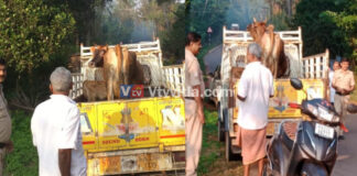 ಪುತ್ತೂರು: ಅಕ್ರಮ ಗೋ ಸಾಗಾಟ; ಆರೋಪಿಯನ್ನು ಪೊಲೀಸರಿಗೊಪ್ಪಿಸಿದ ಹಿಂ.ಜಾ.ವೇ ಕಾರ್ಯಕರ್ತರು