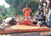 ಉಪ್ಪಿನಂಗಡಿ: ಕುದುರೆಗೆ ಬಸ್ ಡಿಕ್ಕಿ; ಕುದುರೆ ಸಾವು, ಸವಾರ ಗಂಭೀರ