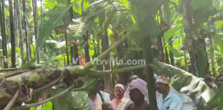 ವಿಟ್ಲ: ಕೆಲಿಂಜ ಶ್ರೀ ಉಳ್ಳಾಲ್ತಿ ದೈವಸ್ಥಾನದ ವರ್ಷಾವಧಿ ಮೆಚ್ಚಿ ಜಾತ್ರೆ ಪ್ರಯುಕ್ತ ಗೊನೆ ಮುಹೂರ್ತ ಕಾರ್ಯಕ್ರಮ