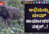 ನರಹಂತಕ ಕಾಡಾನೆ ಸೆರೆ; ಅಭಿಮನ್ಯು ನೇತೃತ್ವದ 5 ಸಾಕಾನೆಗಳಿಂದ ಯಶಸ್ವಿ ಕಾರ್ಯಾಚರಣೆ
