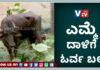 ಕಾಸರಗೋಡು: ಕಸಾಯಿಖಾನೆಗೆ ತರುತ್ತಿದ್ದ ವೇಳೆ ರೊಚ್ಚಿಗೆದ್ದ ಎಮ್ಮೆ; ಸಾದಿಕ್ನನ್ನು ಕೊಂಬಿನಿಂದ ತಿವಿದು ಕೊಂದ ಎಮ್ಮೆ