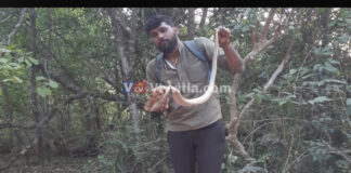 ಬಿಯರ್ ಟಿನ್ ಮುಚ್ಚಳಕ್ಕೆ ಸಿಲುಕಿಕೊಂಡ ನಾಗರ ಹಾವು; ಉರಗ ತಜ್ಞ ತೇಜಸ್ ರಿಂದ ರಕ್ಷಣೆ