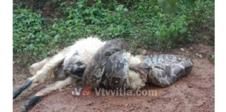 ಕಡಬ: ಸುಮಾರು 45 ಕೆಜಿ ತೂಕದ ಆಡನ್ನು ನುಂಗಲು ಯತ್ನಿಸಿದ ಭಾರೀ ಗಾತ್ರದ ಹೆಬ್ಬಾವು..!