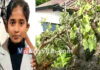 ಕಾಸರಗೋಡು: ಮರ ಬಿದ್ದು 6ನೇ ತರಗತಿ ವಿದ್ಯಾರ್ಥಿನಿ ಮೃತ್ಯು