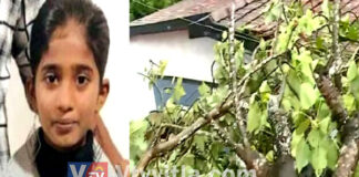 ಕಾಸರಗೋಡು: ಮರ ಬಿದ್ದು 6ನೇ ತರಗತಿ ವಿದ್ಯಾರ್ಥಿನಿ ಮೃತ್ಯು