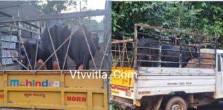 ವಿಟ್ಲ : ವಾಹನದಲ್ಲಿ ಸಾಗಿಸುತ್ತಿದ್ದ ಗೋವುಗಳನ್ನು ರಕ್ಷಿಸಿದ ವಿಟ್ಲ ತಾಲೂಕಿನ ಹಿಂದೂ ಜಾಗರಣ ವೇದಿಕೆ ಕಾರ್ಯಕರ್ತರು