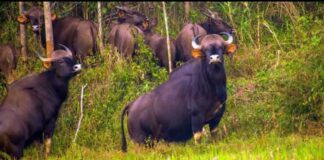 ಪುತ್ತೂರು: ಬೇಟೆಗಾರರು ಕಾಡುಕೋಣಗಳ ಮಾಂಸ ಮಾಡಿ ಕೇರಳಕ್ಕೆ ಸಾಗಿಸುವ ದಂಧೆ : ಡಿಸಿಎಫ್ ಮಂಗಳೂರು ಖಡಕ್ ವಾರ್ನಿಂಗ್