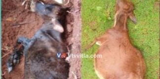 ದನಗಳಿಗೆ ಗುಂಡಿಕ್ಕಿ ಹತ್ಯೆ – ನಾಲ್ಕು ಸಾವು, 15 ದನಗಳು ಗಂಭೀರ