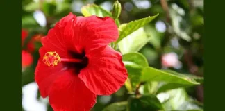 ಮನೆಯಂಗಳದ ಹೂವಿನ ಆರೋಗ್ಯ ಲಾಭ