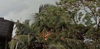 ಬಂಟ್ವಾಳ: ಸಿಡಿಲು ಗುಡುಗಿನ ಮಳೆ – ತೆಂಗಿನಮರಕ್ಕೆ ಸಿಡಿಲು ಬಡಿದು ಬೆಂಕಿ