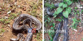 ಬಂಟ್ವಾಳ: ಮಲಬದ್ಧತೆ ಸಮಸ್ಯೆಯಿಂದ ಬಳಲುತ್ತಿದ್ದ ಹೆಬ್ಬಾವು; ಶಸ್ತ್ರಚಿಕಿತ್ಸೆ ಬಳಿಕ ಕಾಡಿಗೆ ಬಿಟ್ಟ ಉರಗಪ್ರೇಮಿ..!!