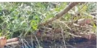 ಉಡುಪಿ: ತೆರವು ವೇಳೆ ಮರ ಬಿದ್ದು ಕಾರ್ಮಿಕ ಸಾವು, ಇಬ್ಬರಿಗೆ ಗಾಯ