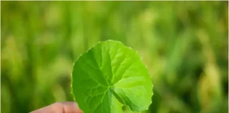 ಒಂದೆಲಗದ ಉಪಯೋಗ