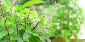 ಕೃಷ್ಣ ತುಳಸಿಯ ಔಷಧೀಯ ಪ್ರಯೋಜನಗಳು