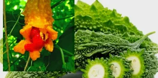 ಹಾಗಲಕಾಯಿಯ ಆರೋಗ್ಯ ಪ್ರಯೋಜನ