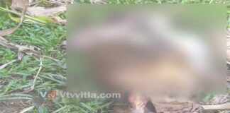 ಬಂಟ್ವಾಳ: ಹಟ್ಟಿಯ ಹೊರಗಡೆ ಕಟ್ಟಿ ಹಾಕಿದ್ದ ಕರುವನ್ನು ಕೊಂದು ತಿಂದ ಚಿರತೆ