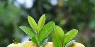 ಸೀಬೆ ಹಣ್ಣು ಮಾತ್ರವಲ್ಲ, ಇದರ ಎಲೆಗಳು ಕೂಡ ಅಷ್ಟೇ ಆರೋಗ್ಯಕಾರಿ!