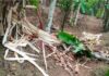 ಪುತ್ತೂರು: ತೋಟಕ್ಕೆ ನುಗ್ಗಿದ ಕಾಡಾನೆ : ಅಪಾರ ಕೃಷಿ ನಾಶ
