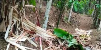 ಪುತ್ತೂರು: ತೋಟಕ್ಕೆ ನುಗ್ಗಿದ ಕಾಡಾನೆ : ಅಪಾರ ಕೃಷಿ ನಾಶ